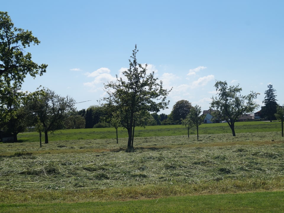 frisch geschnittenes Gras