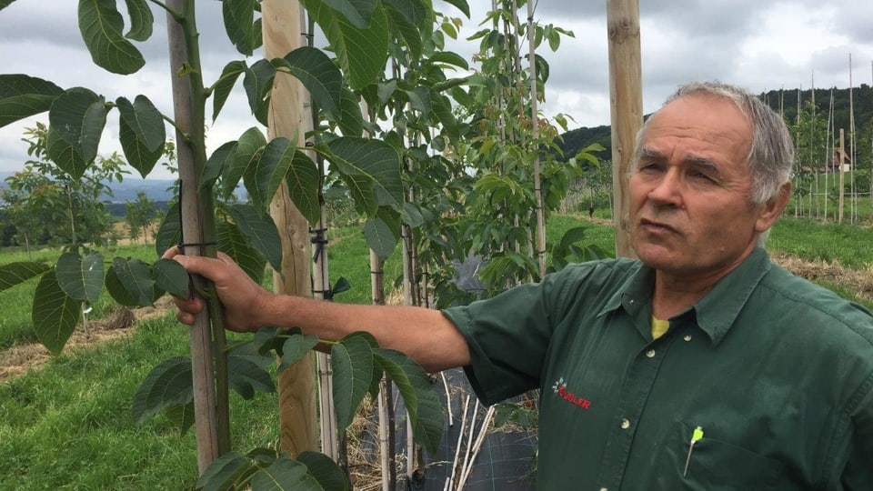 Heinrich Gubler auf der Plantage seines Sohnes in Herdern (TG), wo die Sorte «Lara» angebaut wird.