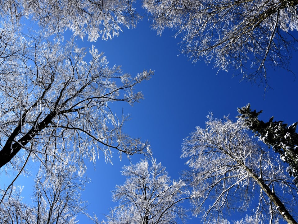 Bäumi mit Schnee von unten. Blauer Himmel.
