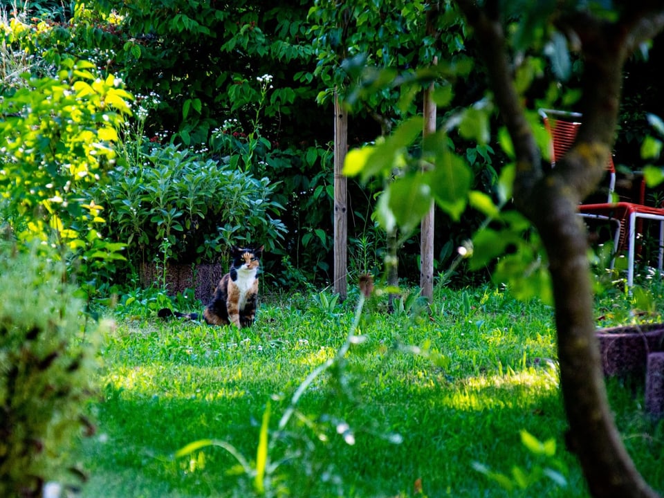 Katze sitzt im Gras umgeben von Büschen und Obstbäumen