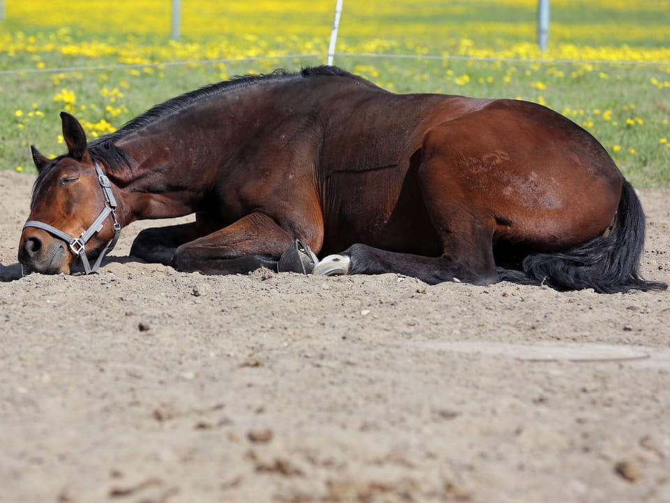 Schlafendes Pferd auf einer Koppel.