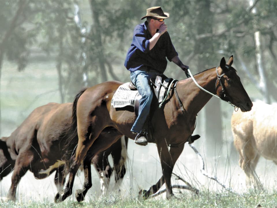 Prinz Harry ist in Australien auf einem Pferd unterwegs