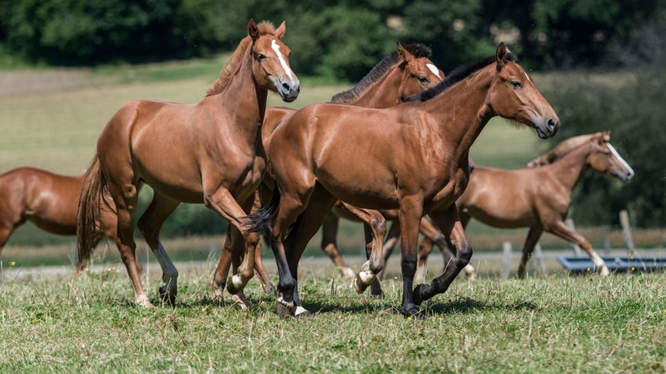 Pferde in der Schweiz - Freiberger, das Schweizer Pferd