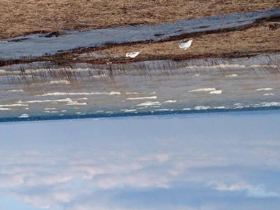 See mit Schaumkronen. Darüber Wolkenhaufen und etwas blau. Im Vordergrund braune Wiese und 2 weisse Vögel.