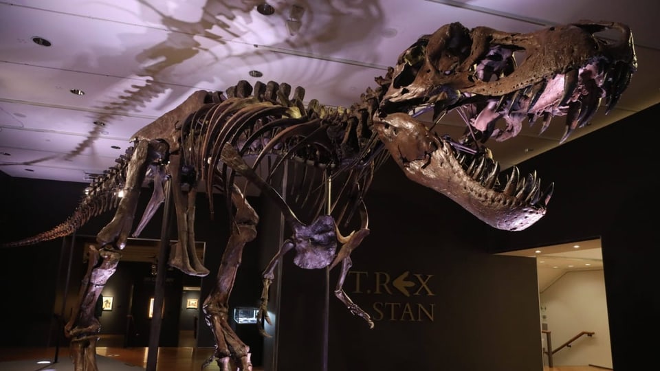 Skelett eines T-Rex in einer Halle.