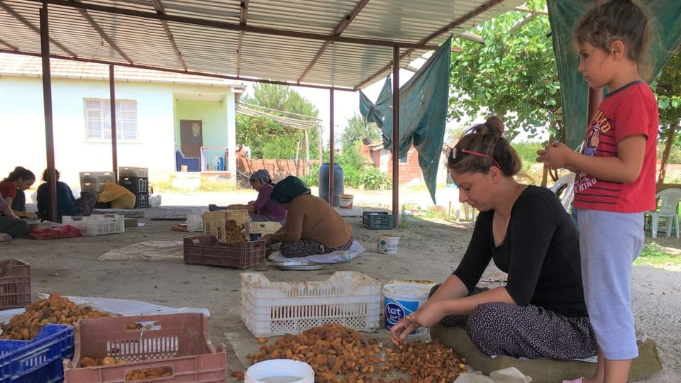 Frauen arbeiten an Aprikosen