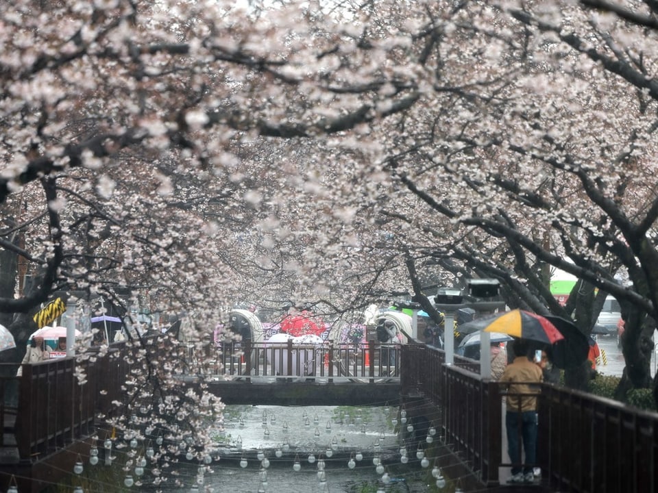 Kirschblüten in Seoul.