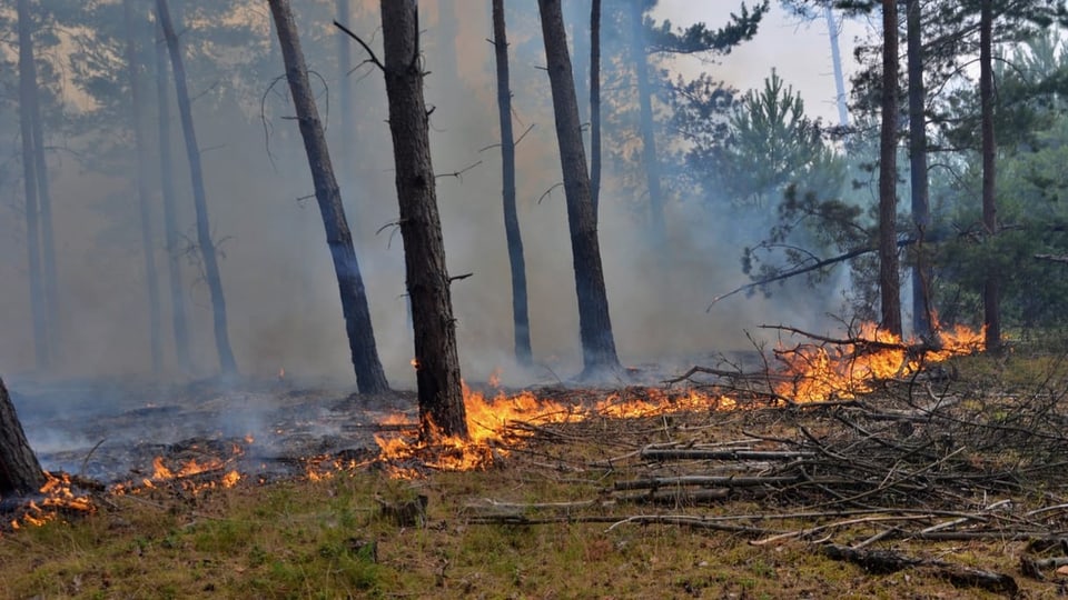 Flammen auf dem Waldboden.