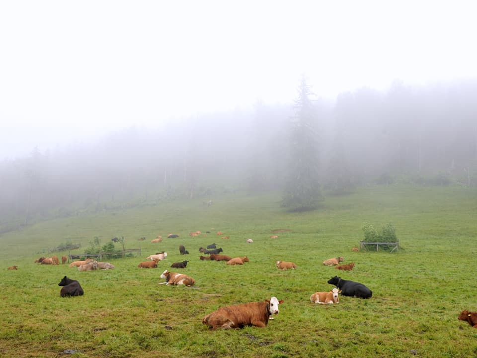 Kühel liegen auf Wiese, darüber grauer Nebel.