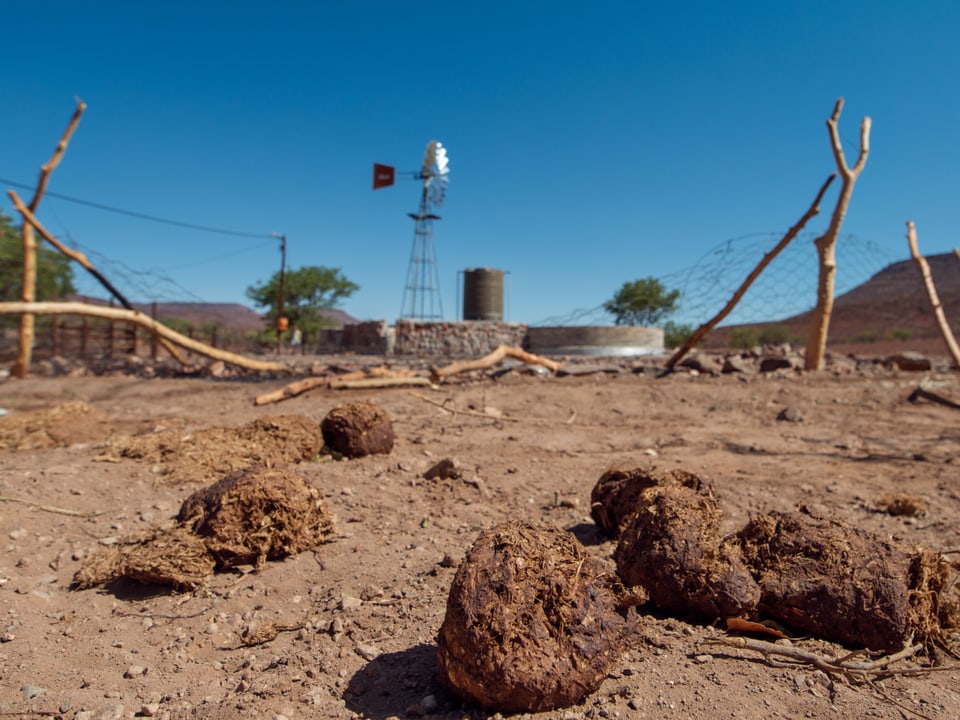 Von Elefanten niedergetrampte Zäune und tote Nutztiere. Wo sich in Namibia die Wildtiere vermehren, wachsen auch die Konflikte mit den Bauern.  