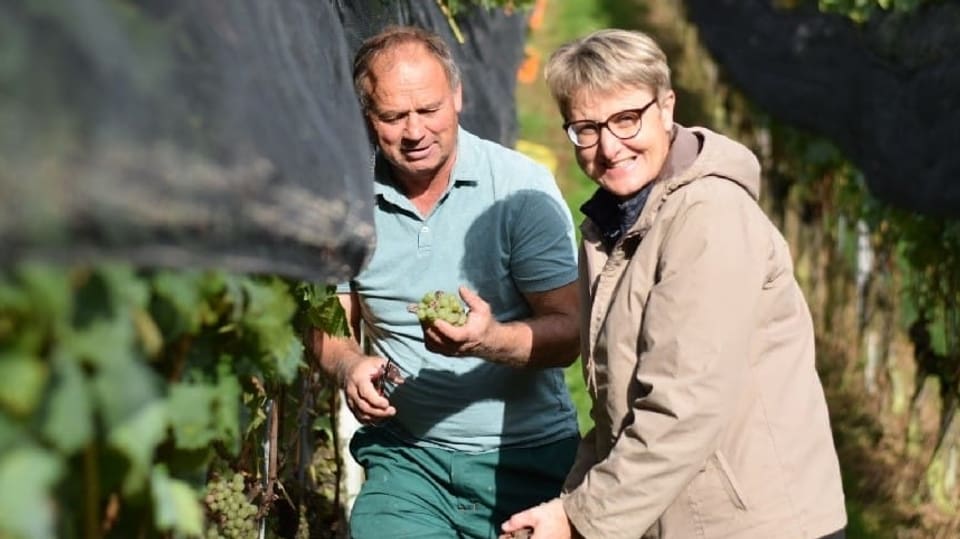 Christian Herzog und Monika Herzog sind auf ihrem Weingut in Thal/SG bei der Wimmet - der Weinernte.