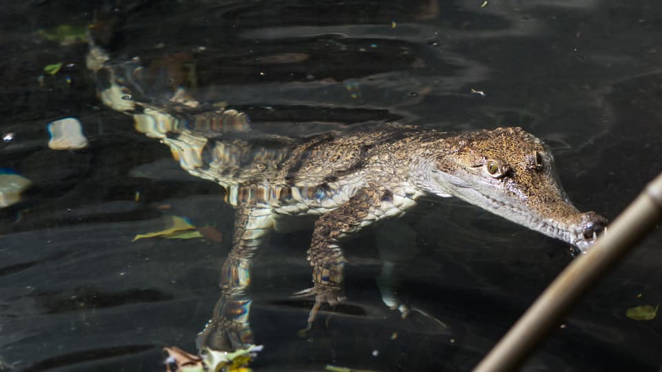 Krokodil im Wasser mit der Schnauze am Bambusstock.