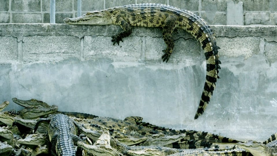 Ein Krokodil sonnt sich auf einer Mauer