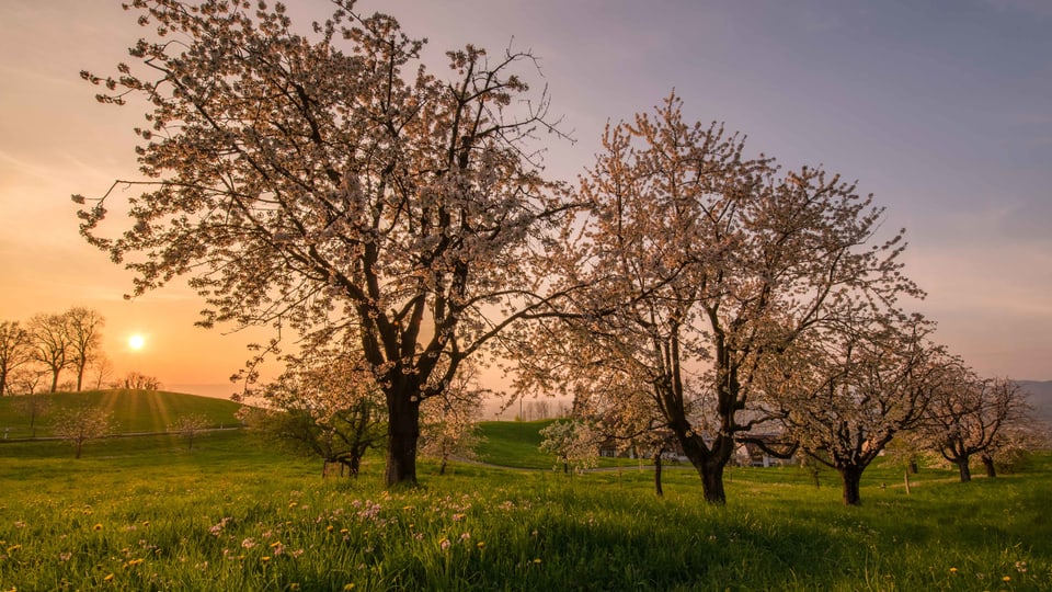 Kirschbäume in voller Blüte bei Sankt Verena im Kanton Zug