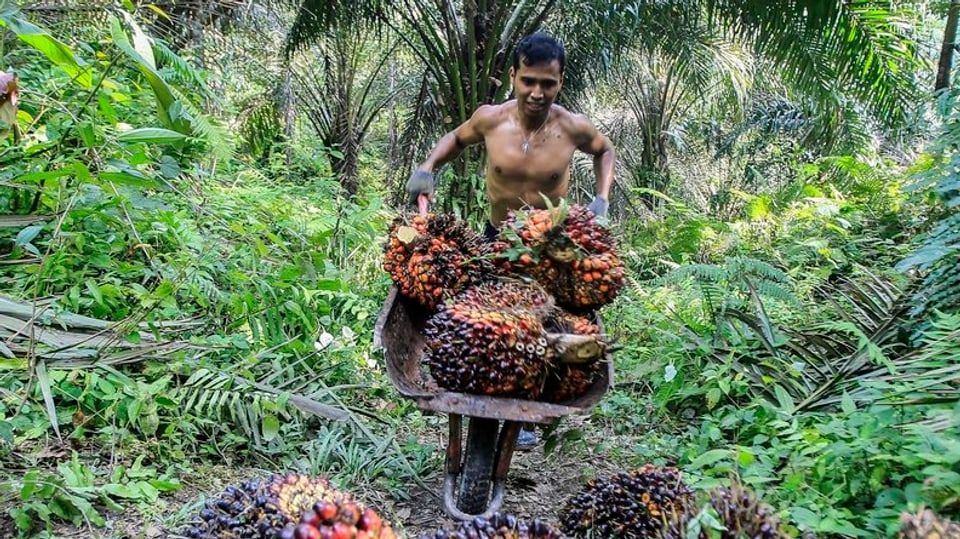«Moderne Sklaverei»: Palmölproduktion in der Kritik