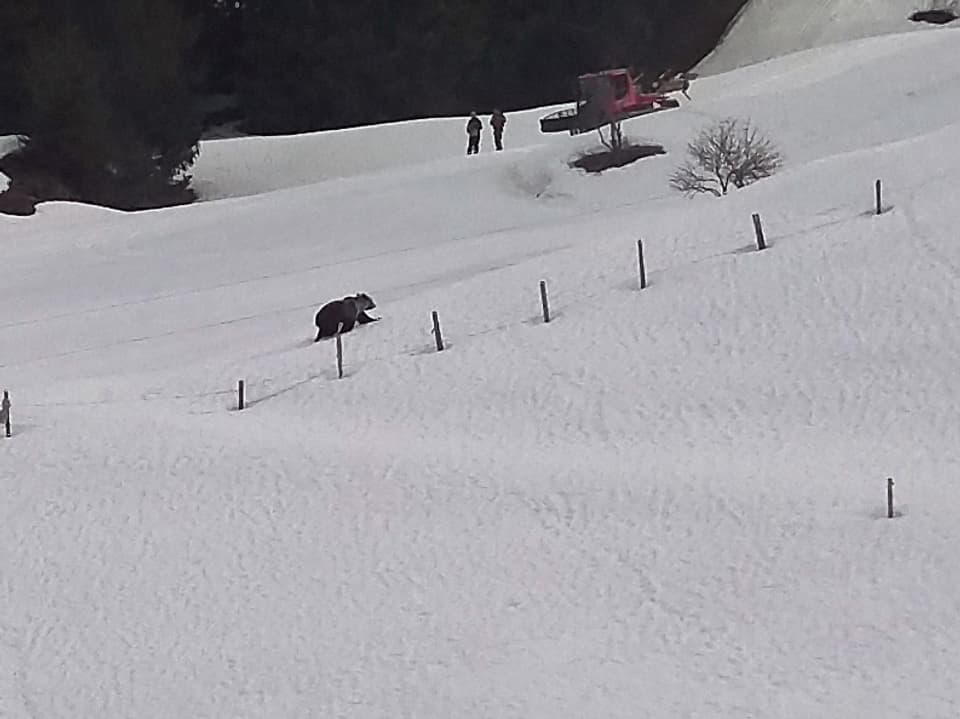 Ein Bär läuft über den Schnee.