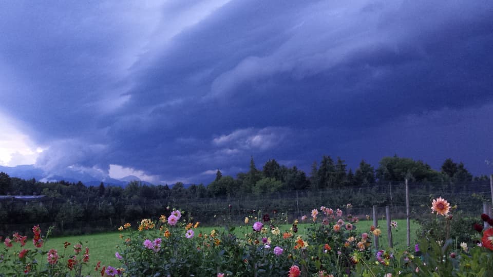 Die Blumen im Vordergrund des Bildes stehen im starken Kontrast zu der dunklen Gewitterwolke am Himmel.