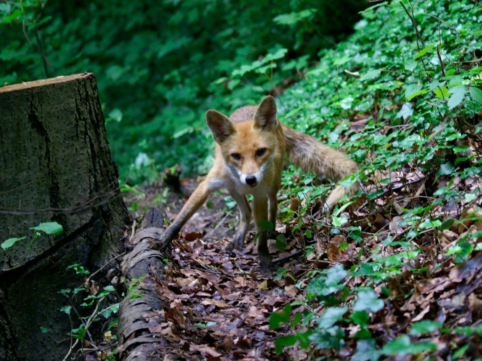 Fuchs auf einem Waldweg