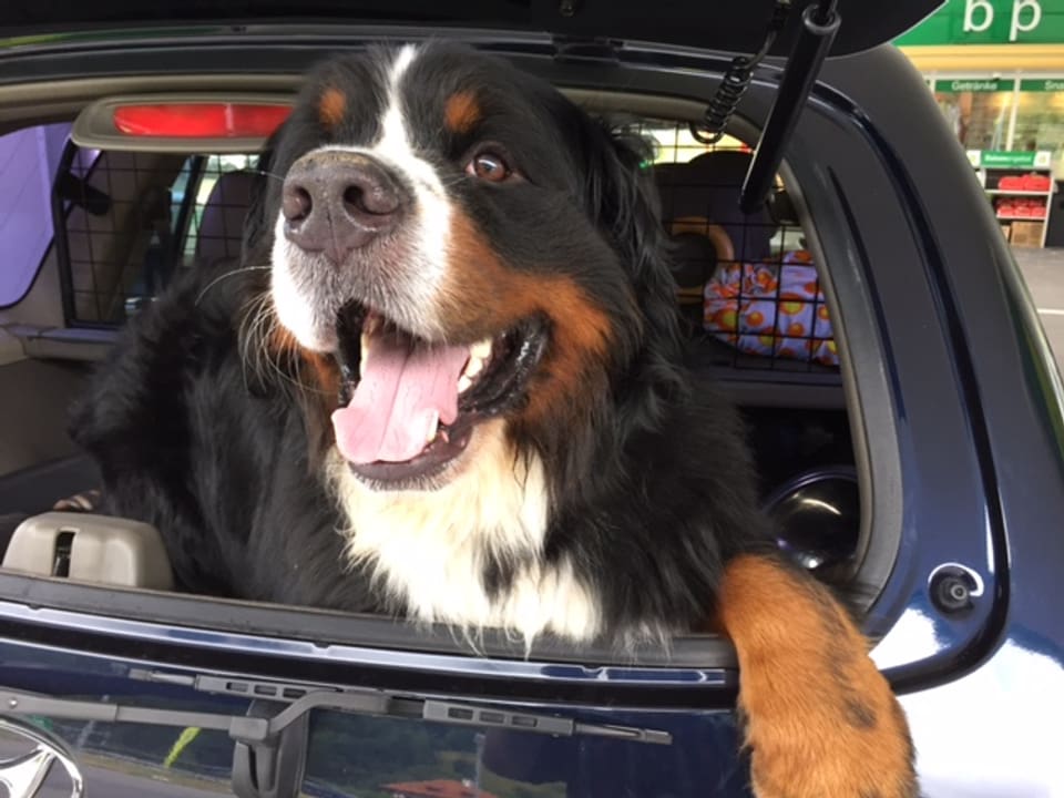 Grosser Berner Sennenhund schaut aus dem Kofferraum eines Autos.