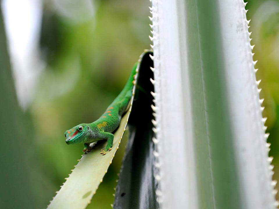 Dieser grüne Gecko geht, im Gegensatz zu den meisten anderen Geckoarten, tagsüber auf Futtersuche.