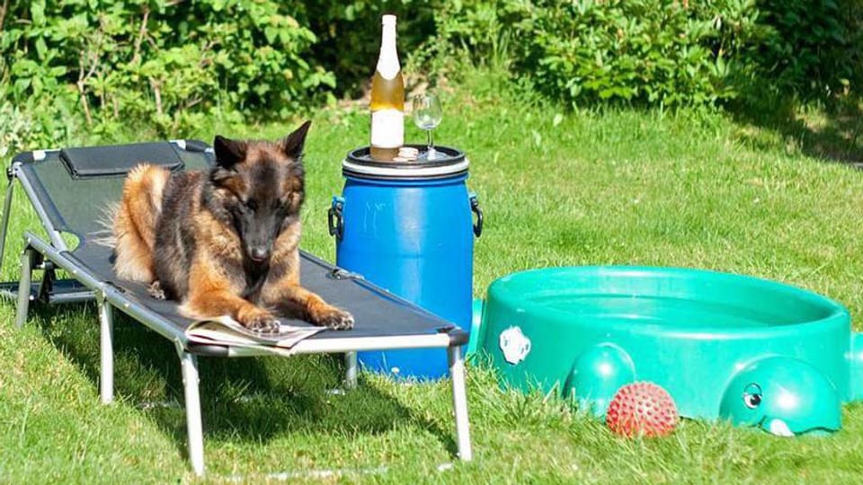 Radio SRF 1 Hundstage so bringen Sie Ihr Haustier gut durch die