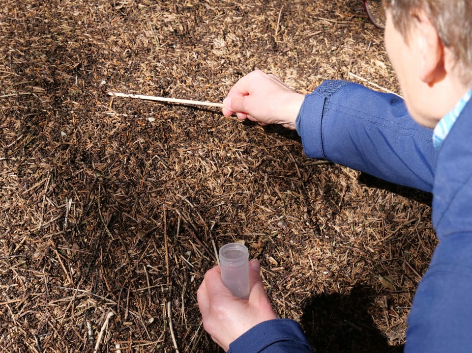 Mit einem kleinen Stock nimmt Isabelle Trees eine «Probe»: Sie lässt 10 bis 20 Ameisen auf den Stock klettern.