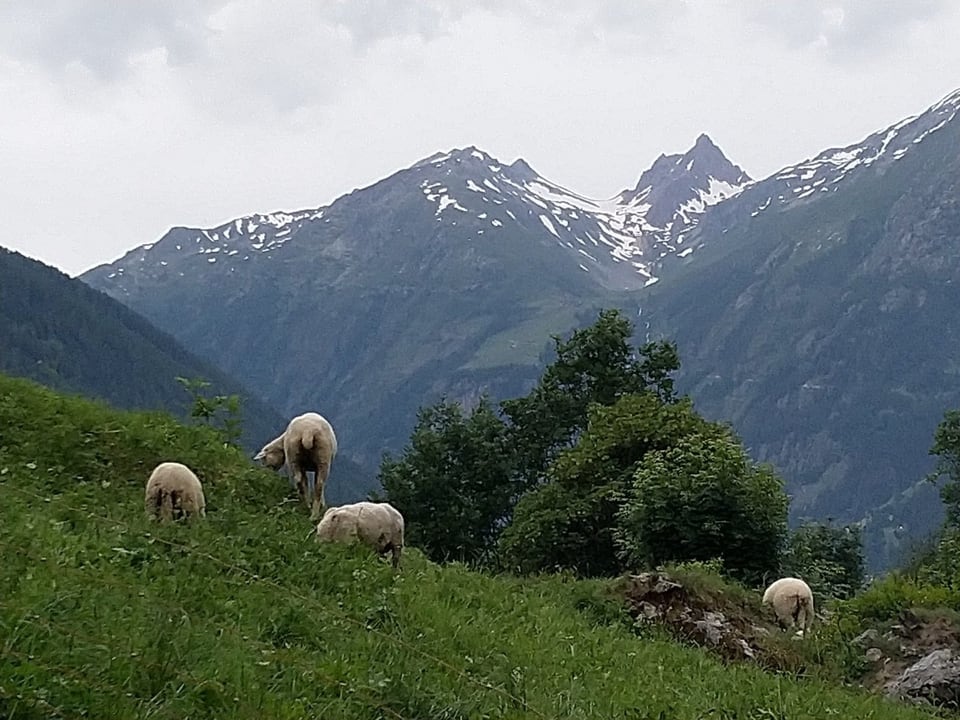 Schafe im Létschental