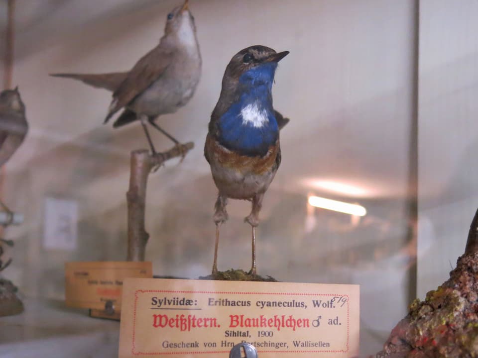 Zwei ausgestopfte Singvögel in einer Vitrine mit einem Schild versehen. 