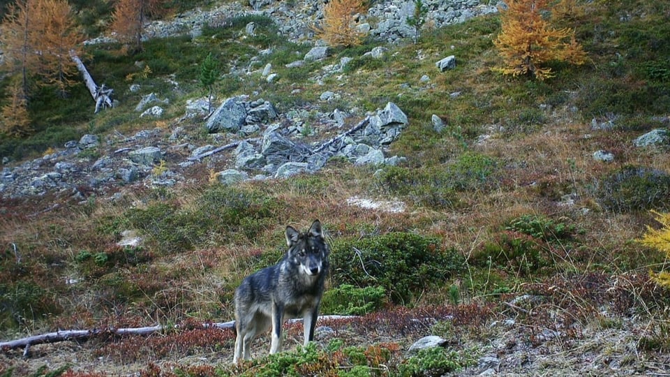 Ein Wolf in den Alpen.