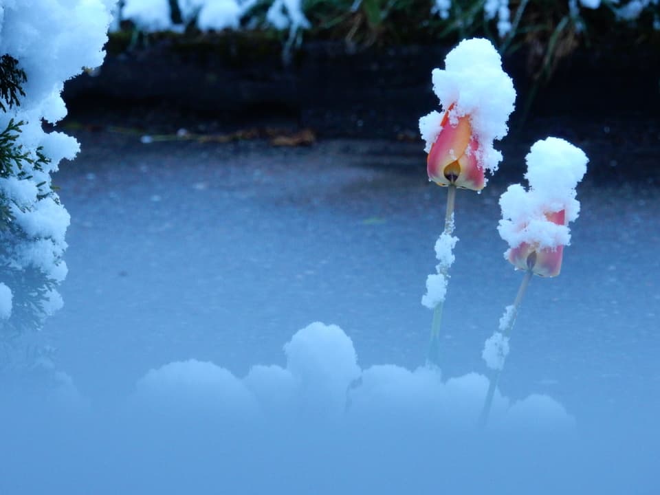 Blumen mit Schneehaube.