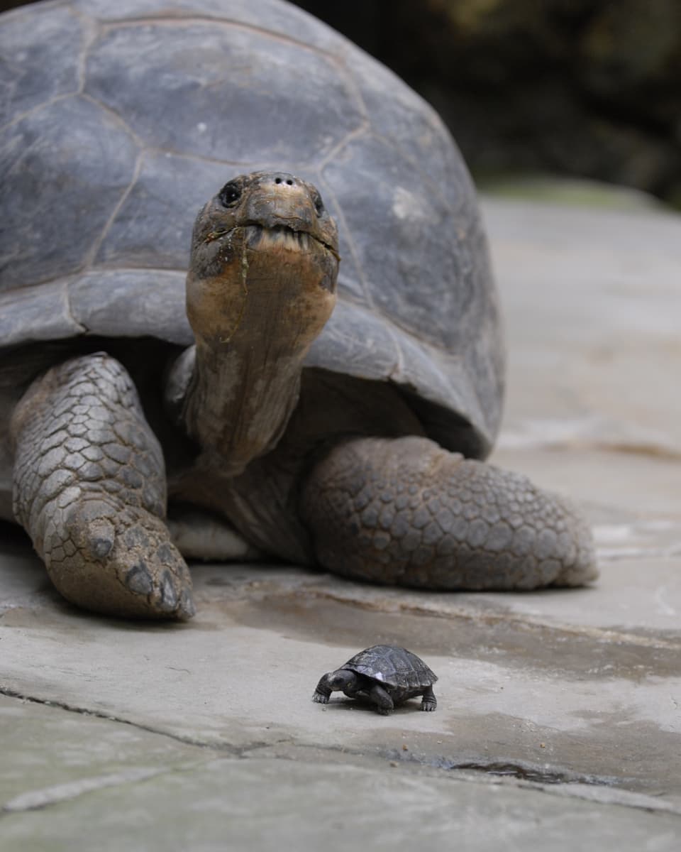 Schildkröten-Mutter Nigrita mit einem Jungen.