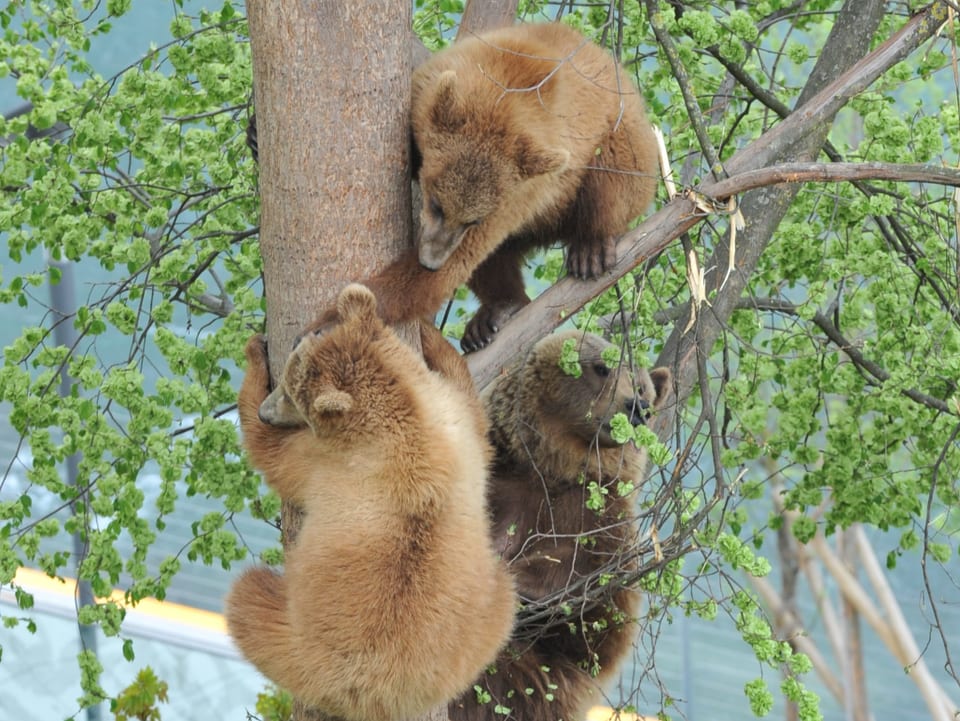 Zwei Jungbären klettern mit Bärenmutter auf den Baum.