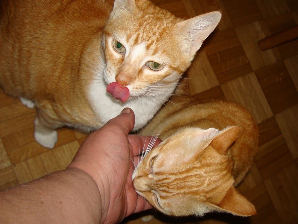 Eine Katze schleckt sich das Mäulchen, die andere schleckt die Hand der Besitzerin.
