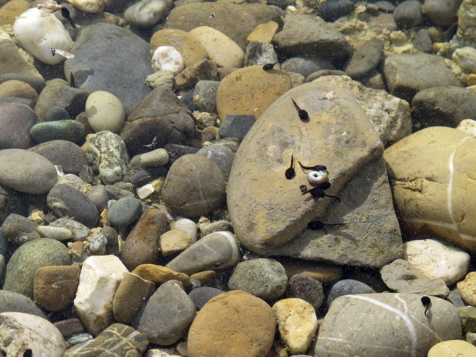 Steine im Wasser, Kaulquappen