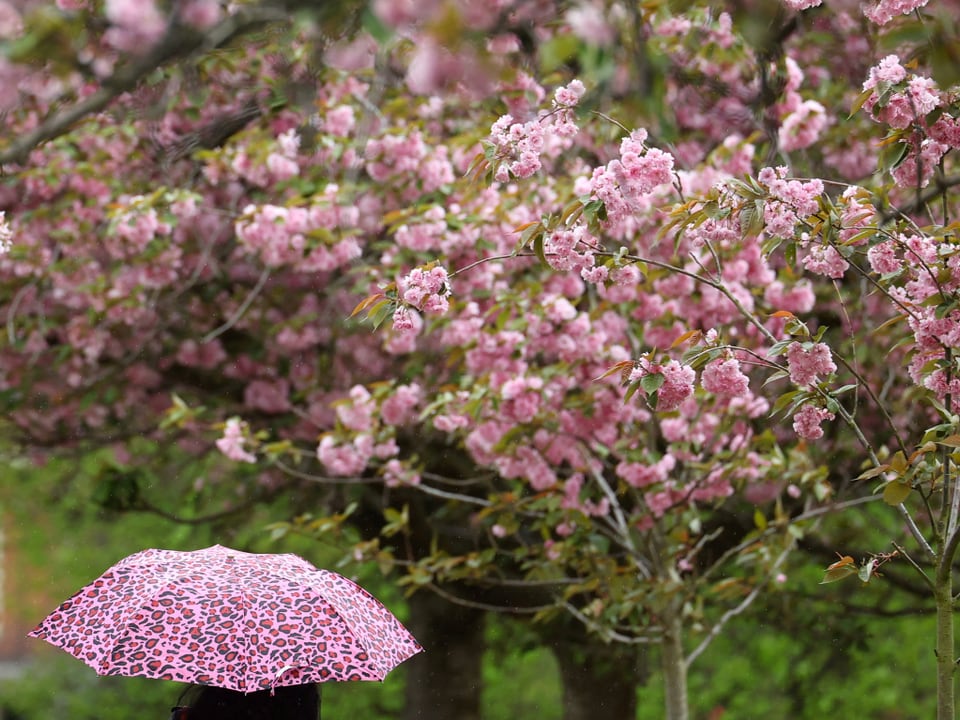 Rosa Regenschirm unter blühendem Kirschbaum