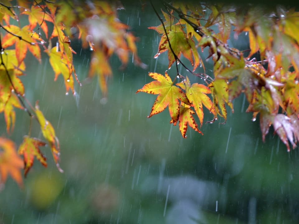 Feine Regentropfen vor herbstlichen Blättern.