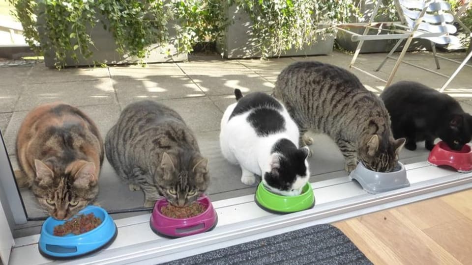 Fünf Katzen nebeneinander mit eigenem Fressnapf.