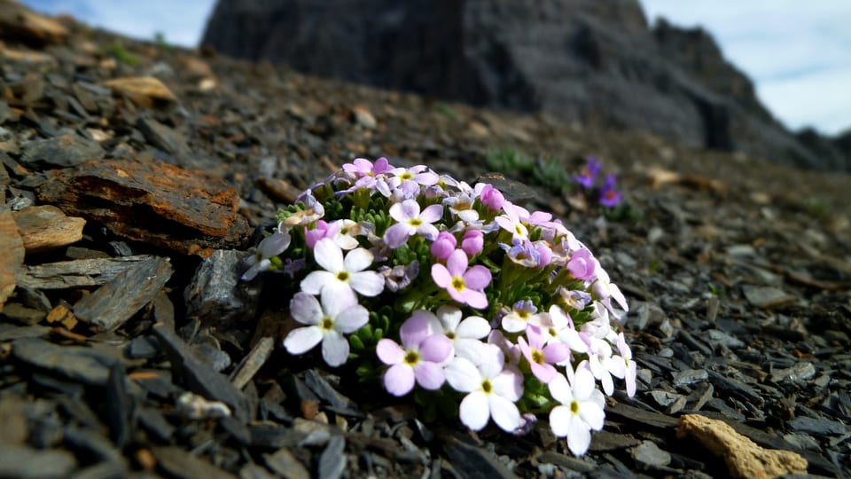 Alpen-Mannsschild ist eine typische Hochgebirgs-Art auf saurem Gestein wie Granit oder Gneis.