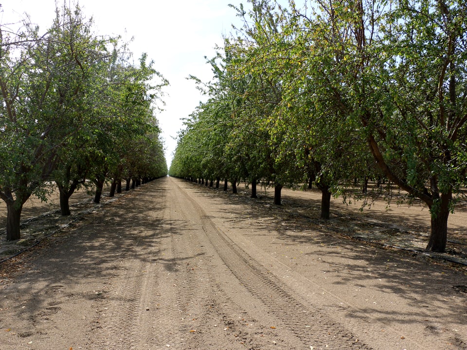 Riesen Plantage mit Mandelbäumen im kalifornischen East Porterville.