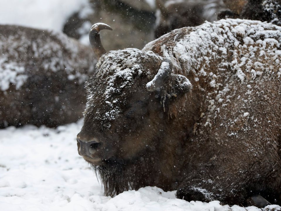 Bison im Schnee