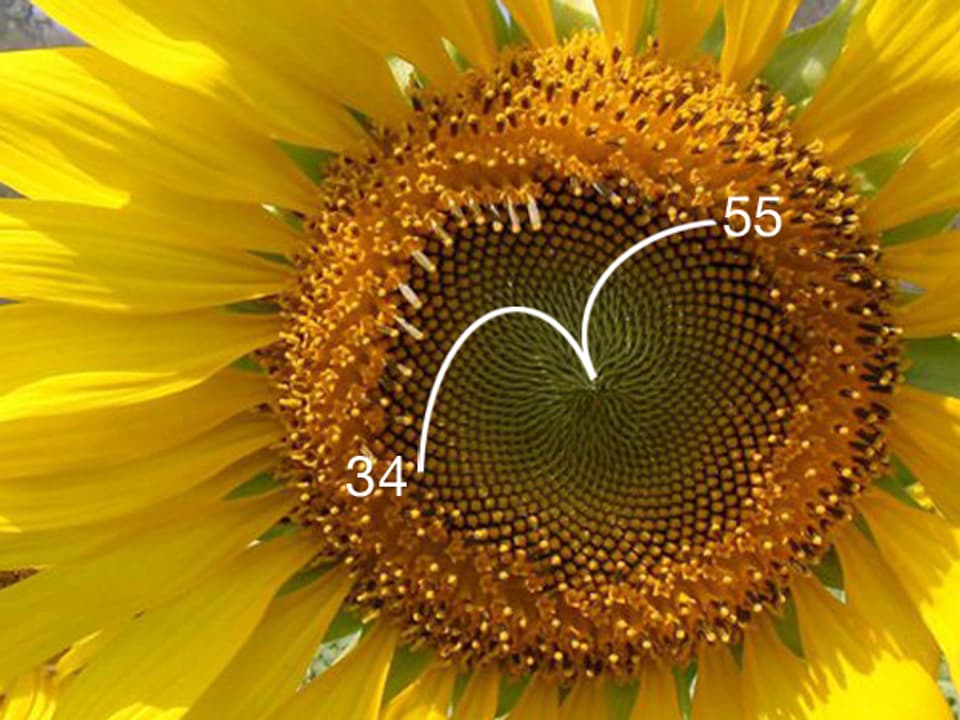 Nahaufnahme einer Sonnenblume, in der man die Spiralen der Blüten sieht.