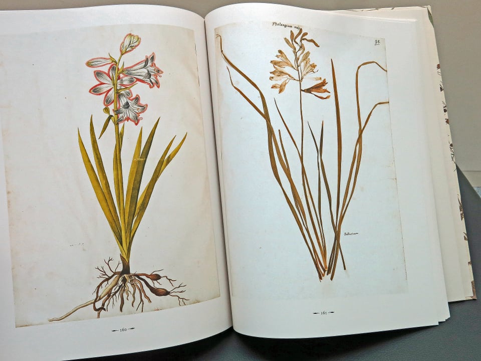 Zwei Zeichnungen aus dem Herbarium.
