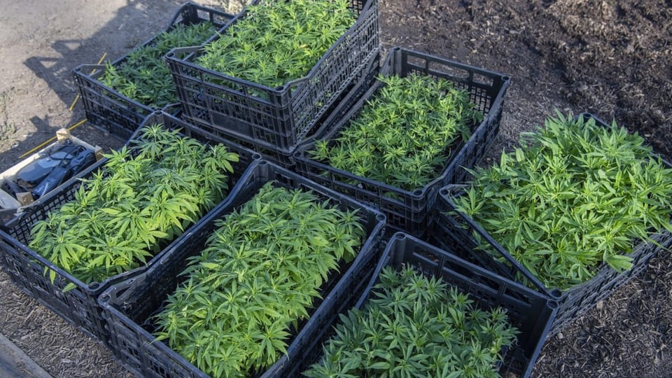Cannabis-Setzlinge in mehreren Boxen auf einem Feld im Kanton Aargau