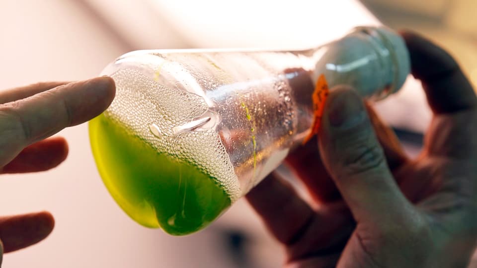 Ein Reagenzglas mit einer grünen Flüssigkeit drin.