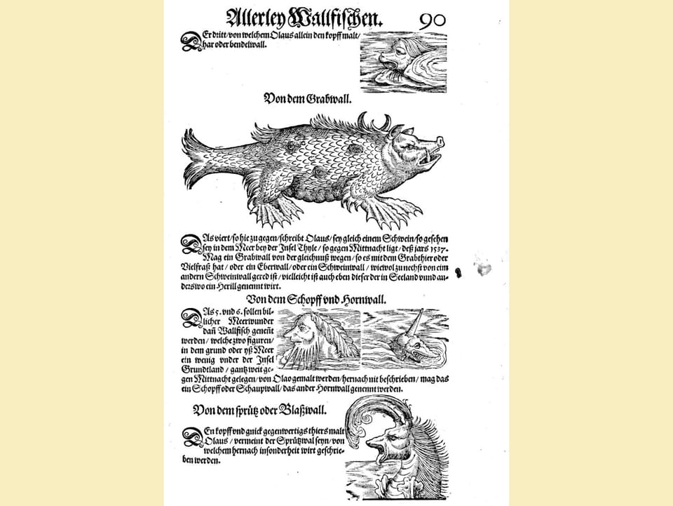 Holzschnitte von Walrössern, wie man sie sich im 15. Jahrhundert vorstellte