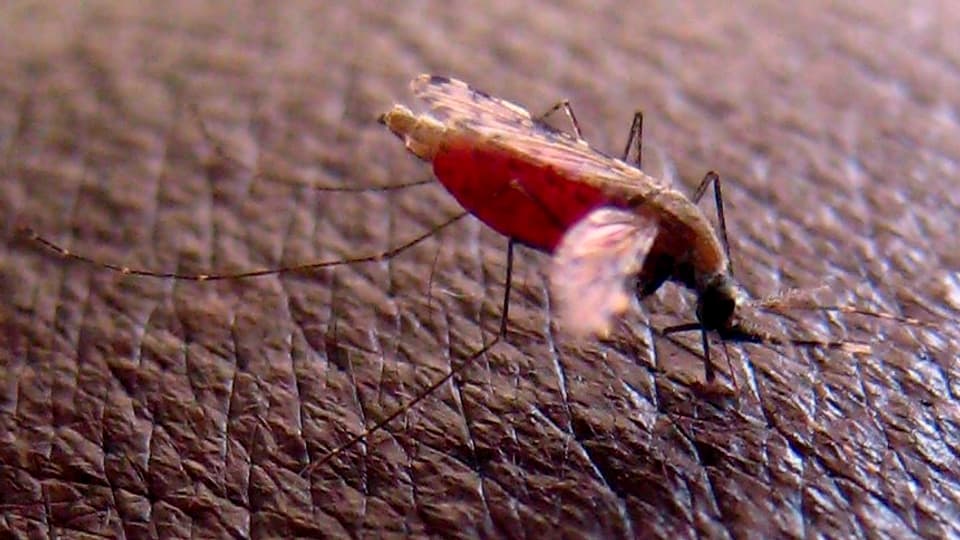 Eine Malaria-Mücke.