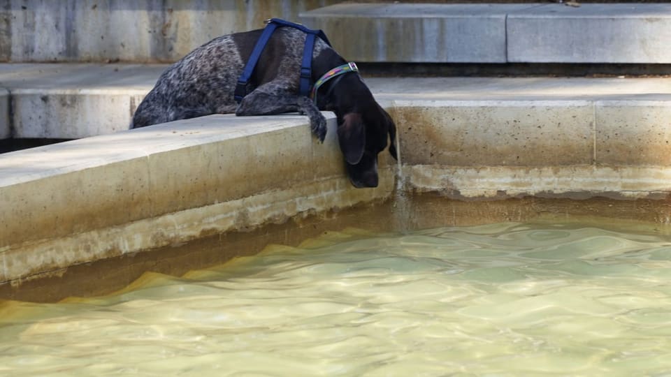 Hund trinkt an Brunnen in Spanien