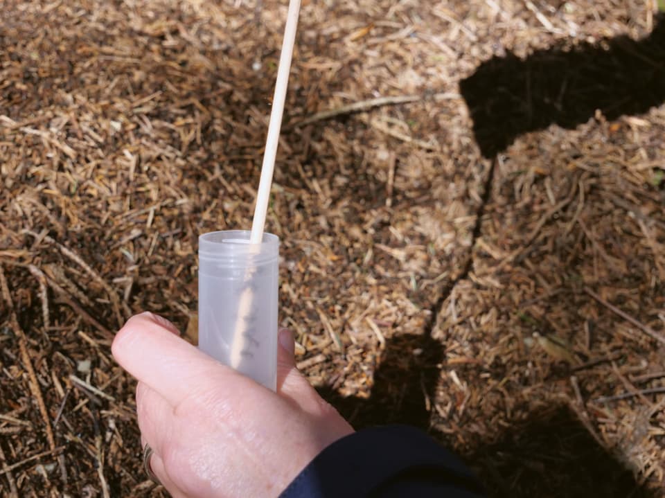 Stab in kleinem Gefäss, gefüllt mit Alkohol.