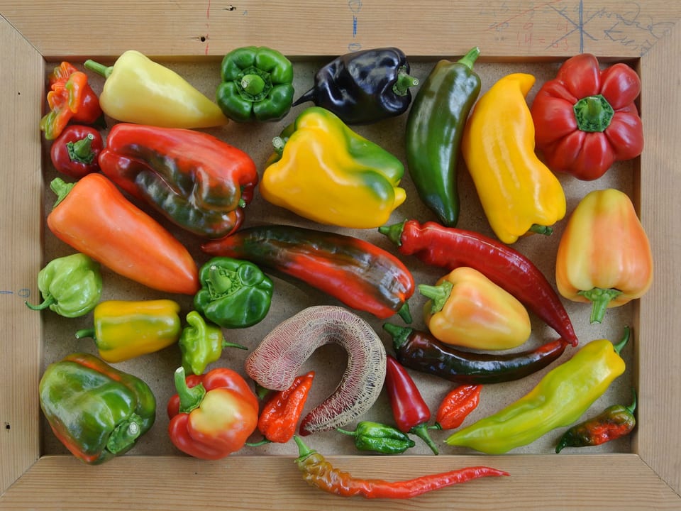 Viele verschiedene Hot Peppers.