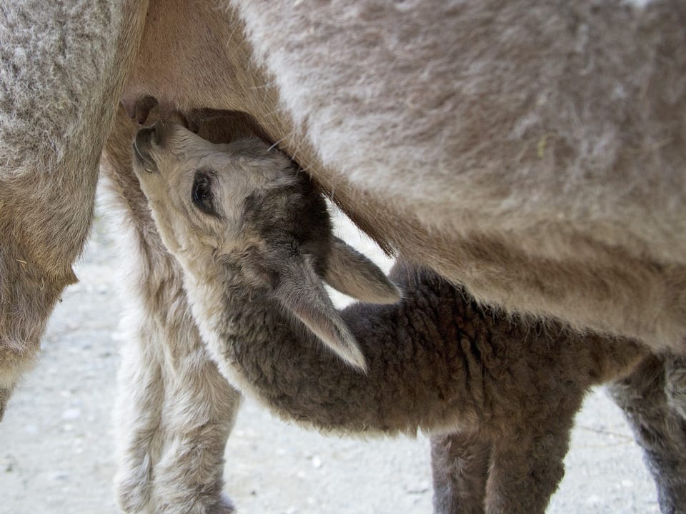 Ein weisses Alpaka-Fohlen trinkt bei seiner Mutter. 